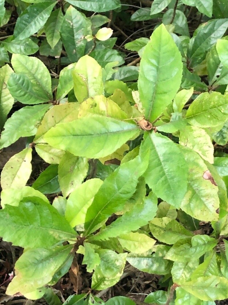 Ardisia japonica — search result for 'Ardisia'