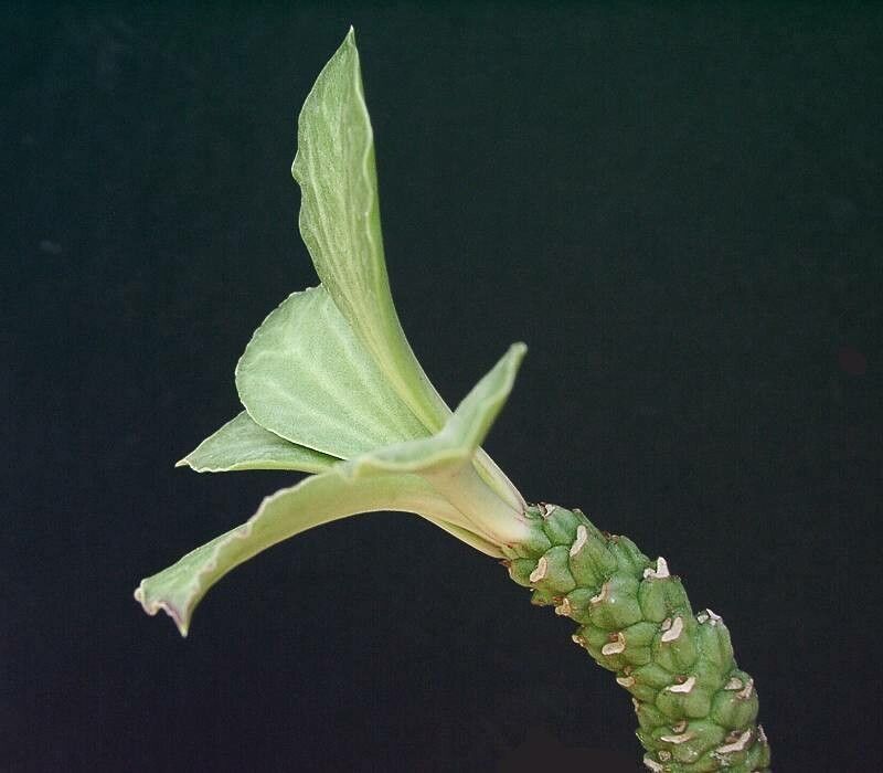 Euphorbia yattana — houseplant care guide