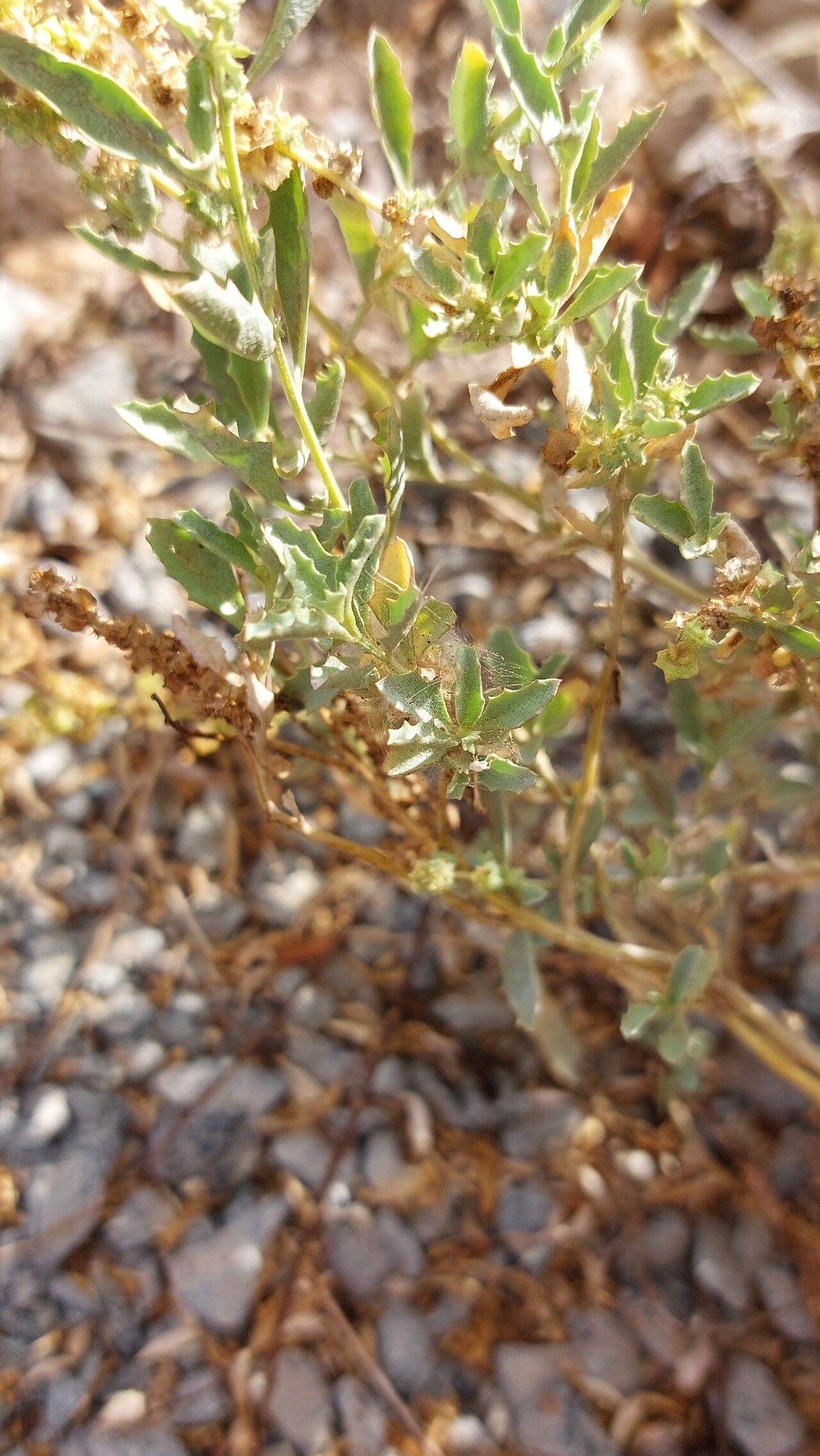 Atriplex semilunaris — search result for 'Atriplex'