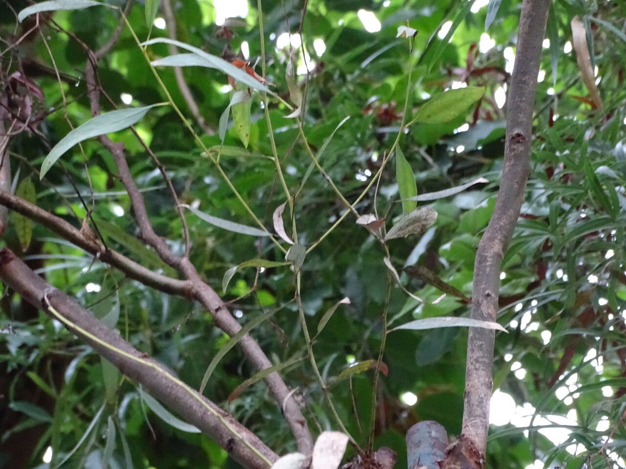 Eucalyptus pruinosa habit