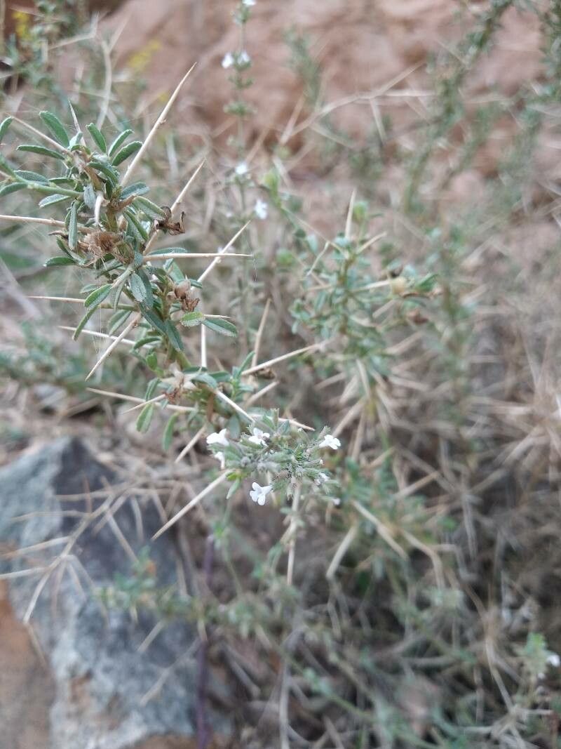 Micromeria filiformis — houseplant care guide