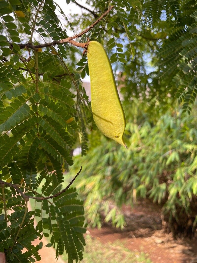 Biancaea sappan flower