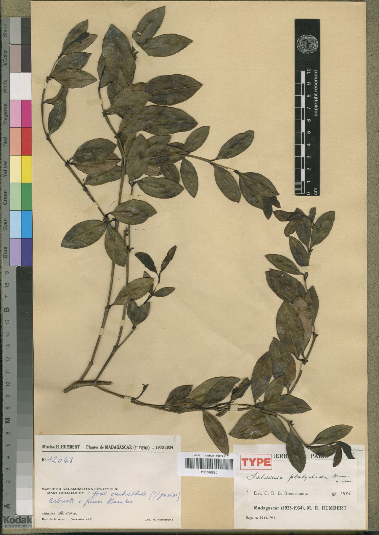 Saldinia platyclada — houseplant care guide