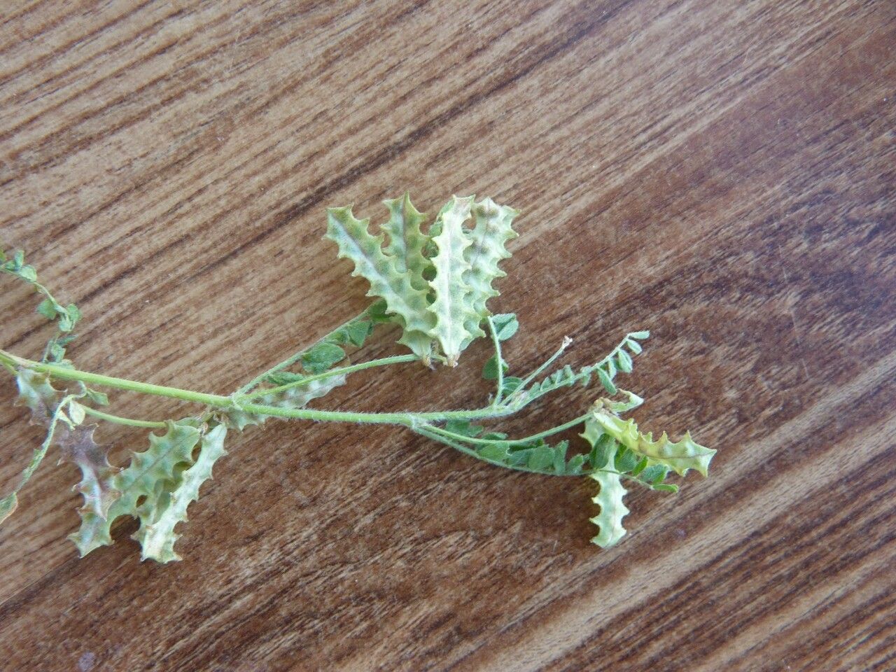 Astragalus pelecinus fruit