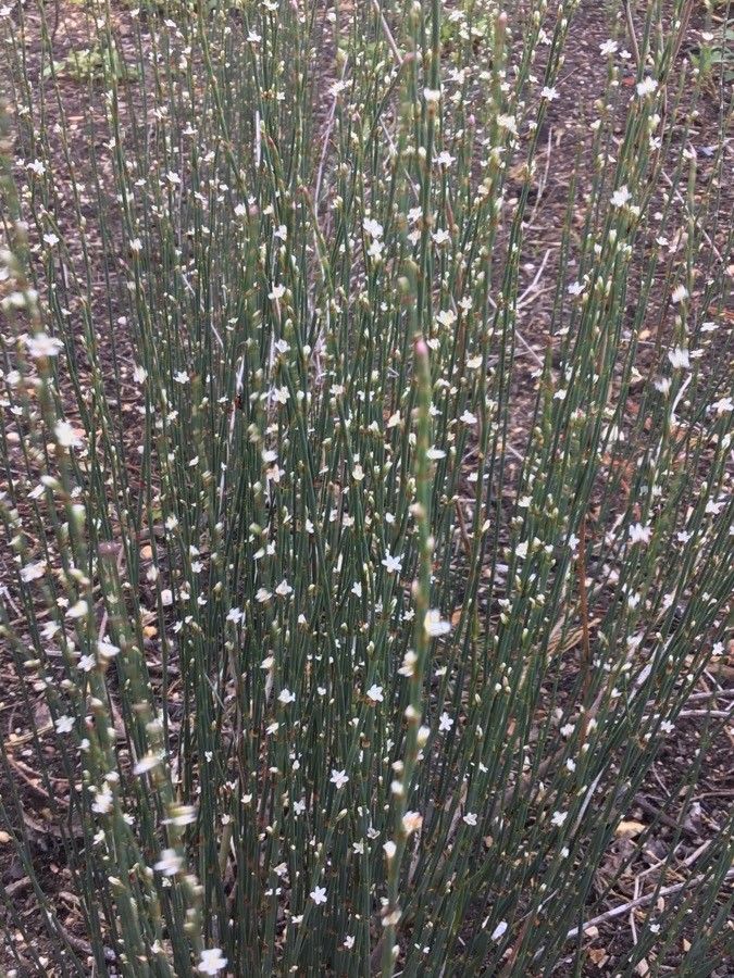 Polygonum scoparium flower