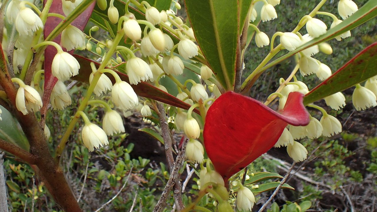 Elaeocarpus nodosus — houseplant care guide