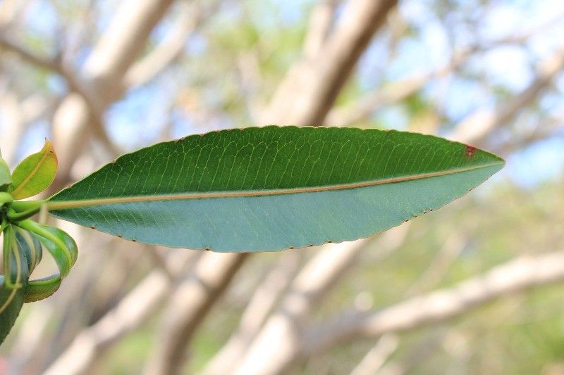 Stillingia lineata leaf