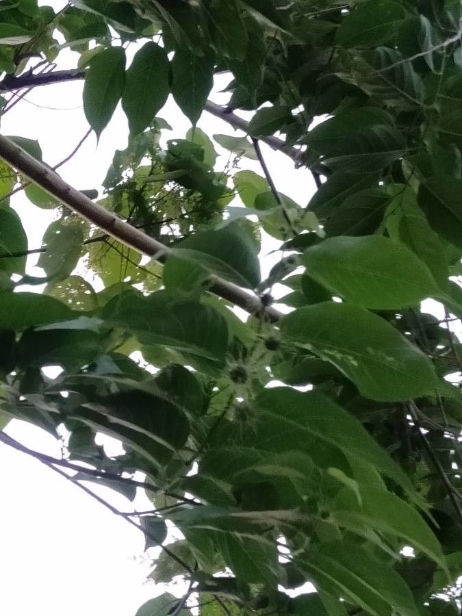 Broussonetia luzonica fruit