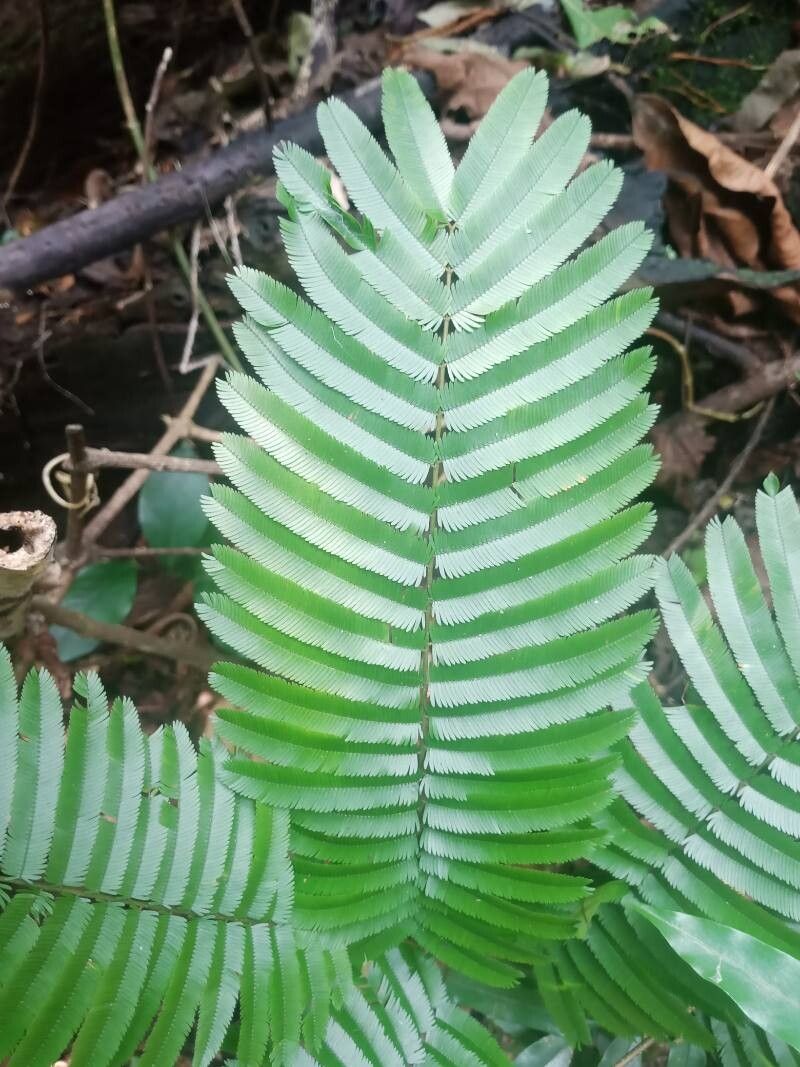 Piptadeniastrum africanum — houseplant care guide