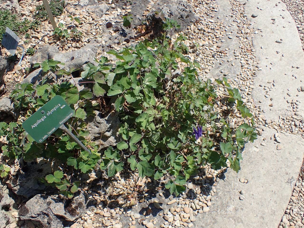 Aquilegia olympica habit