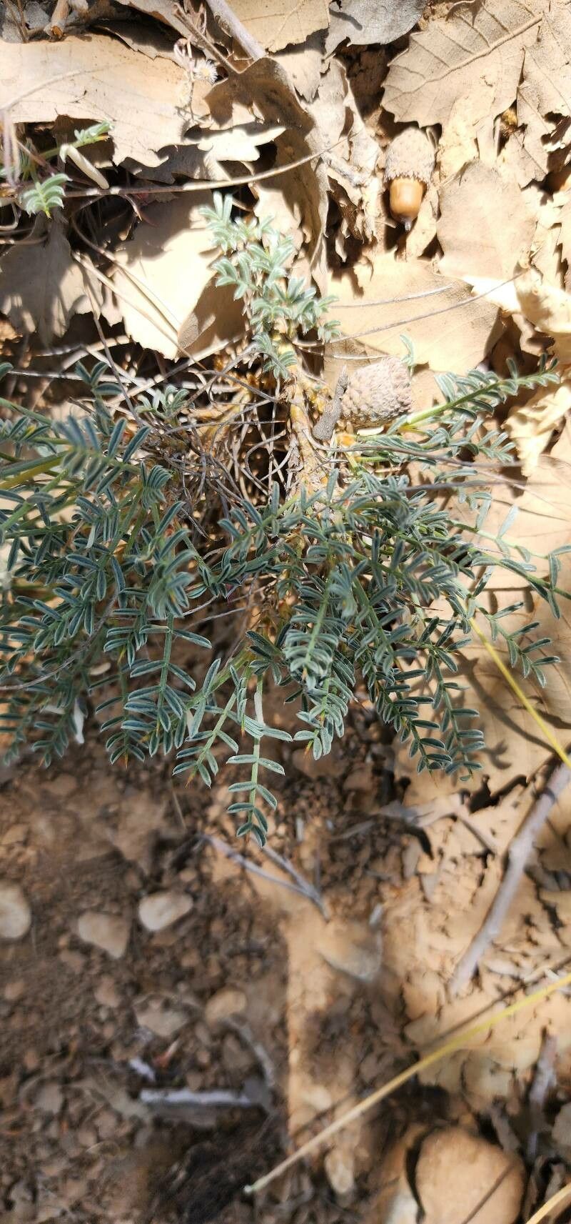 Astragalus cephalanthus — search result for 'Cephalanthus'
