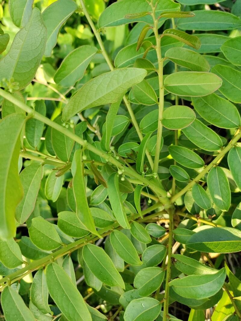 Phyllanthus juglandifolius flower
