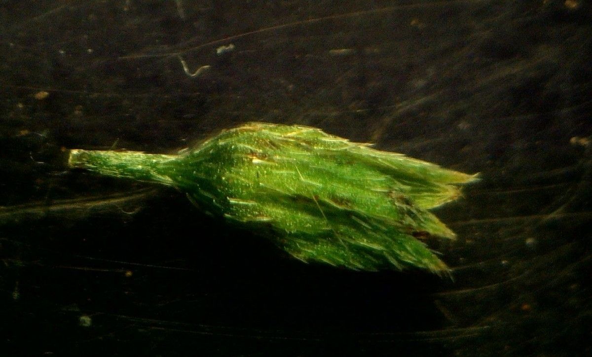 Myosotis secunda fruit