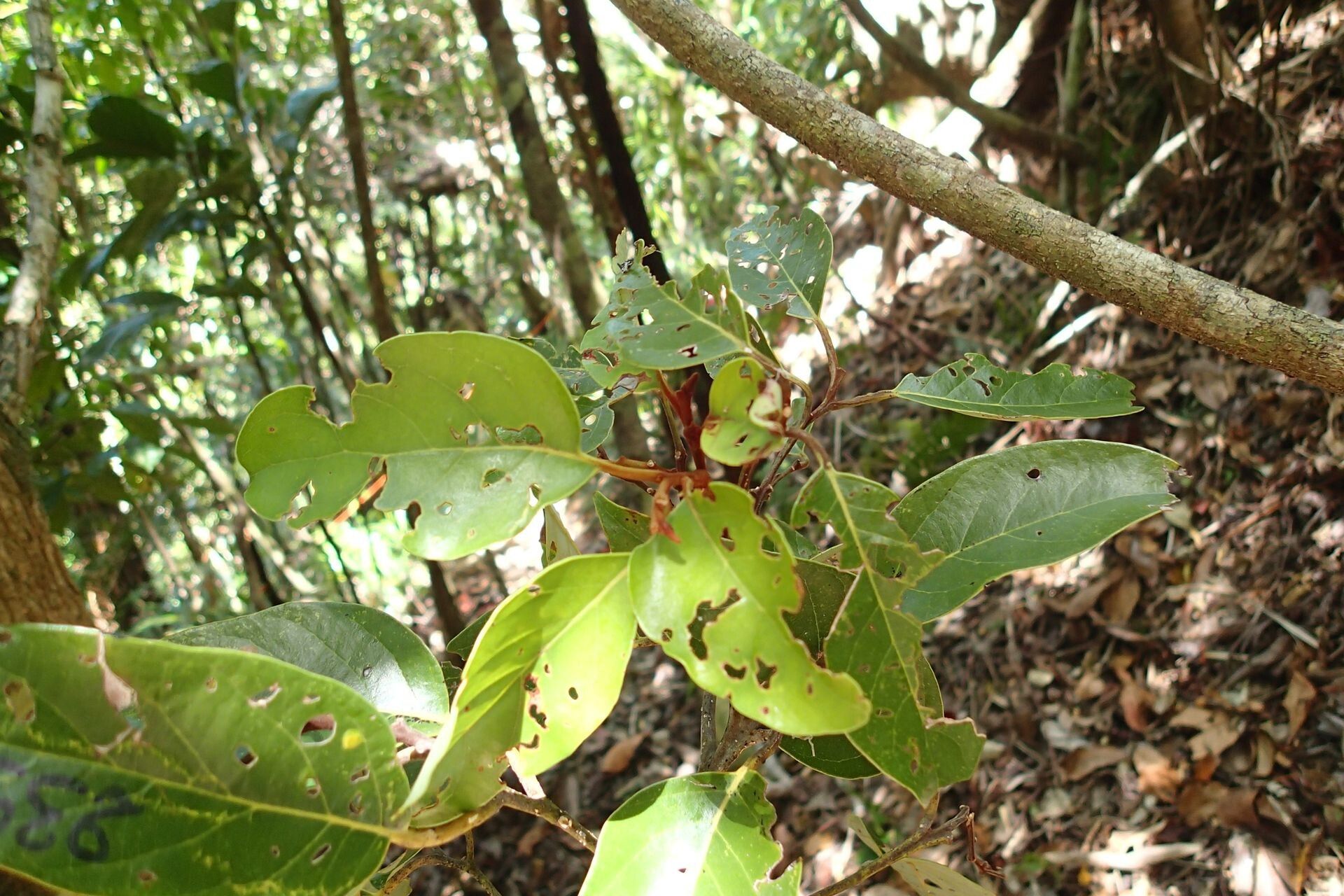 Cryptocarya pluricostata — houseplant care guide