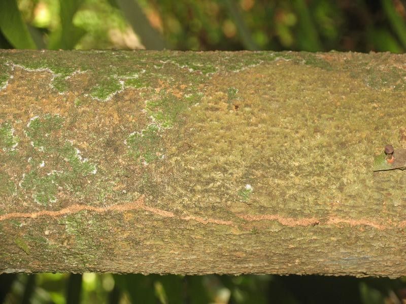 Guapira eggersiana — related species from the same genus