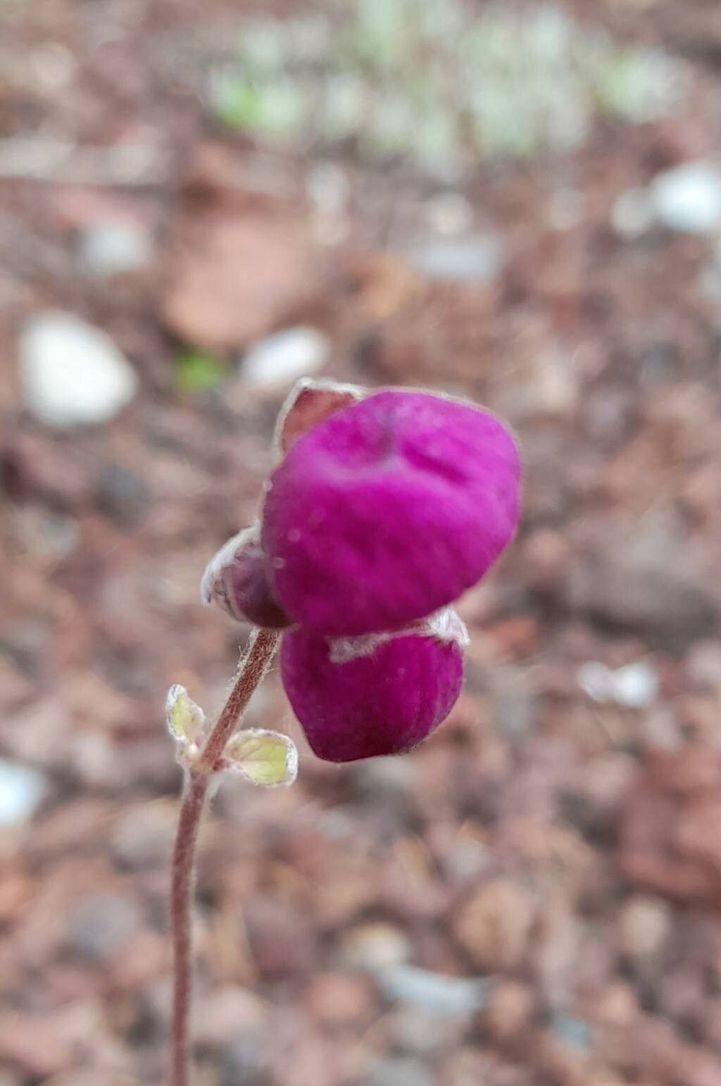 Calceolaria arachnoidea flower