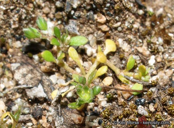 Polycarpon depressum — related species from the same genus