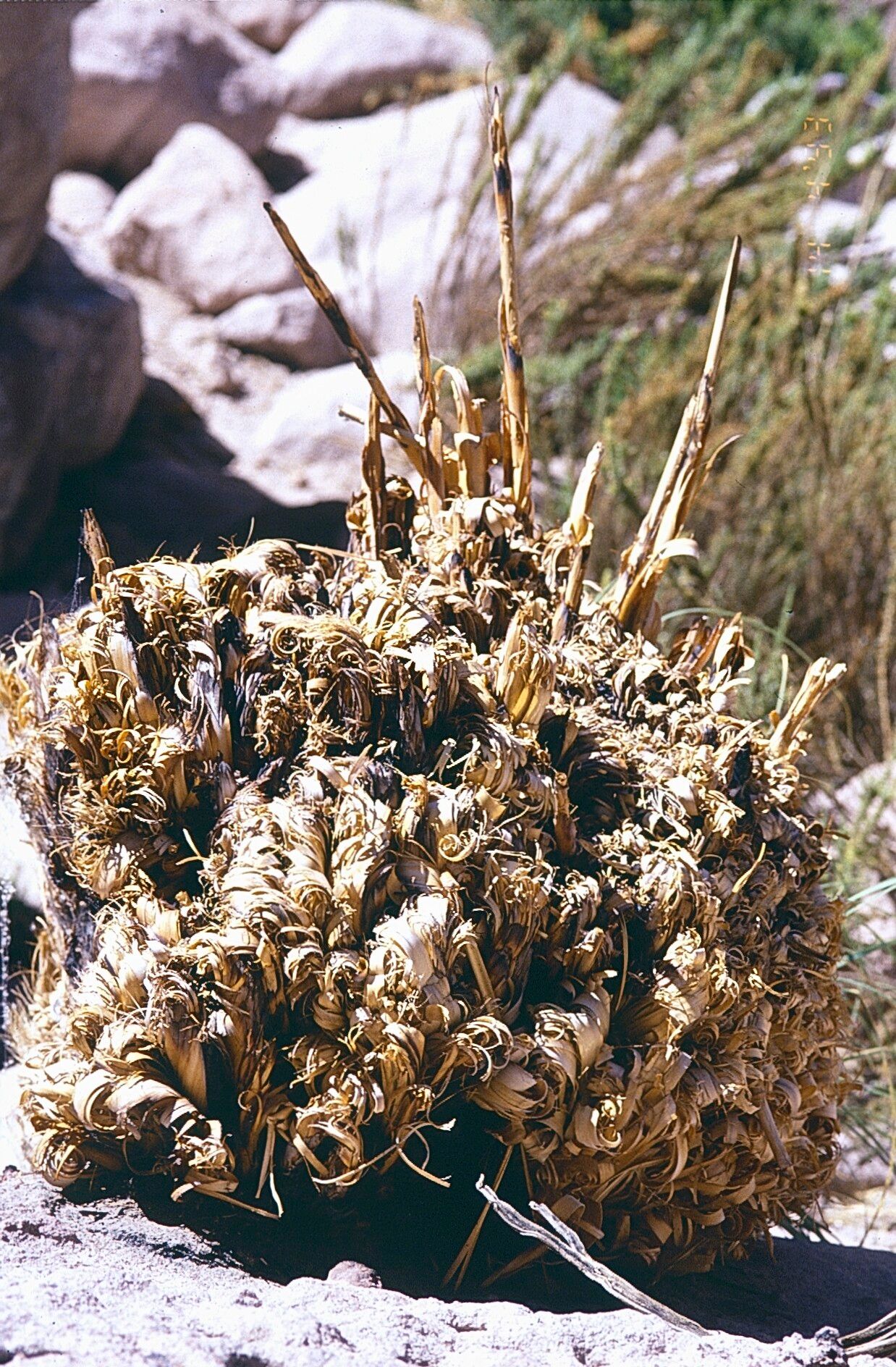 Cortaderia atacamensis bark