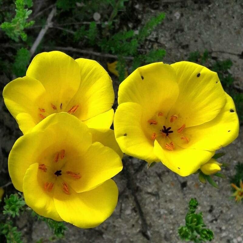Calochortus aureus — related species from the same genus