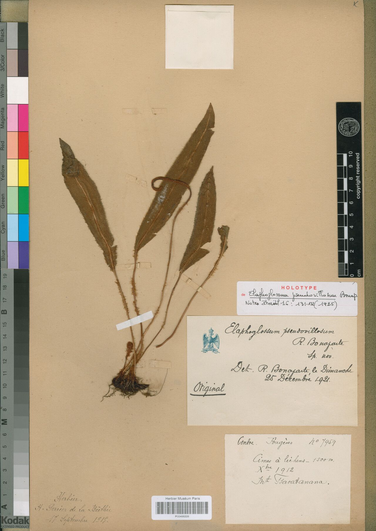 Elaphoglossum pseudovillosum — houseplant care guide