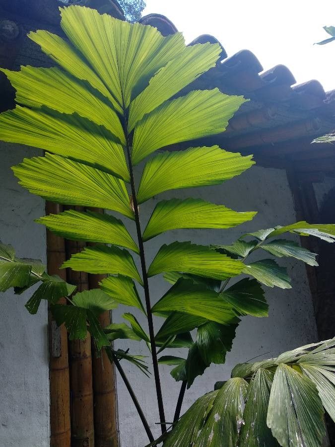 Iriartea deltoidea leaf