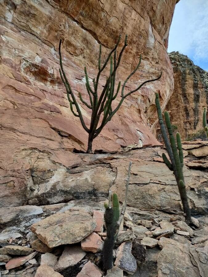Pilosocereus piauhyensis leaf