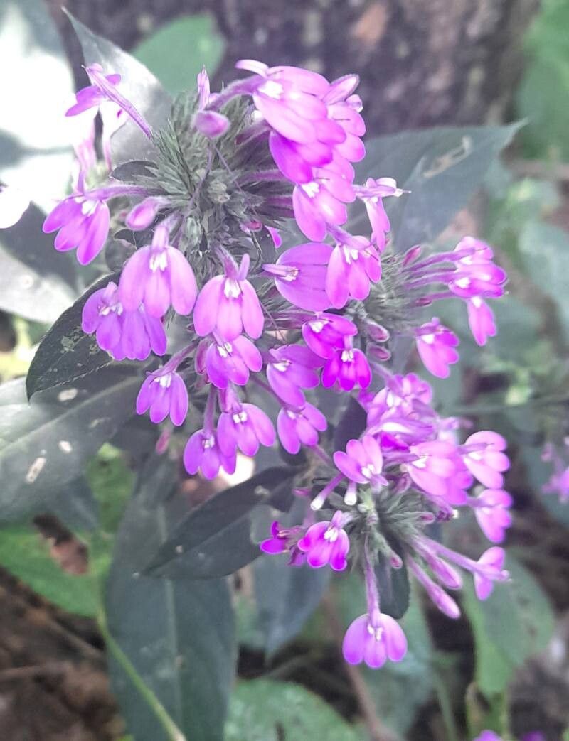 Justicia goudotii flower