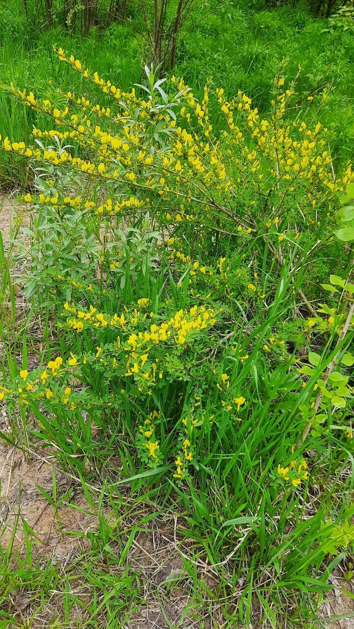 Cytisus ratisbonensis flower