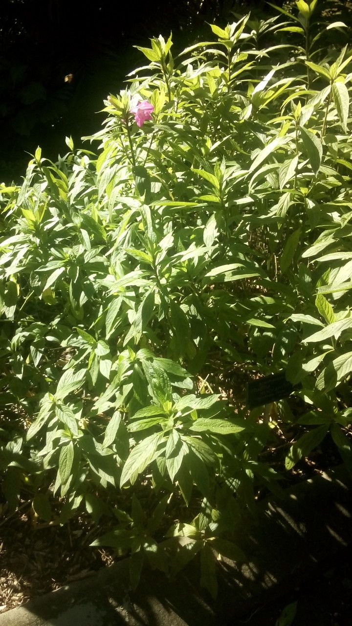 Ruellia macrantha leaf