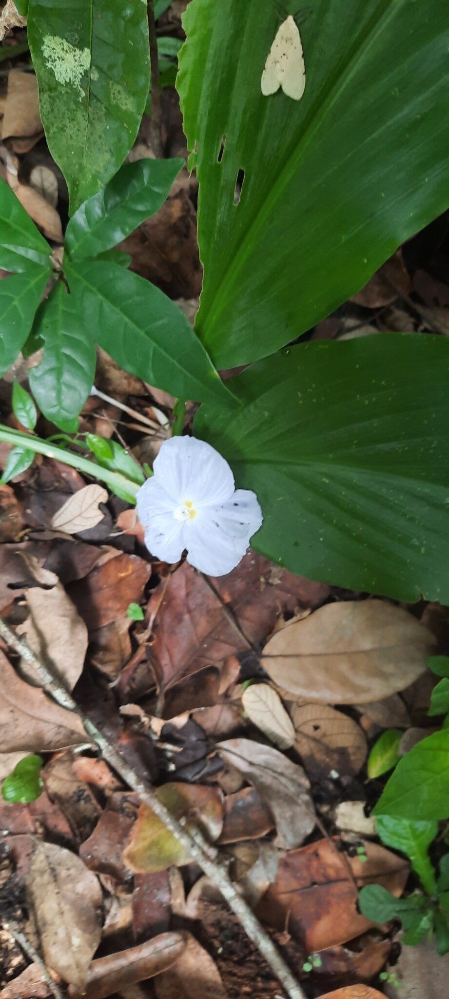 Siphonochilus brachystemon — related species from the same genus