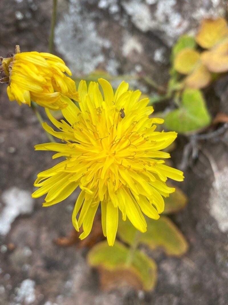 Sonchus ustulatus flower