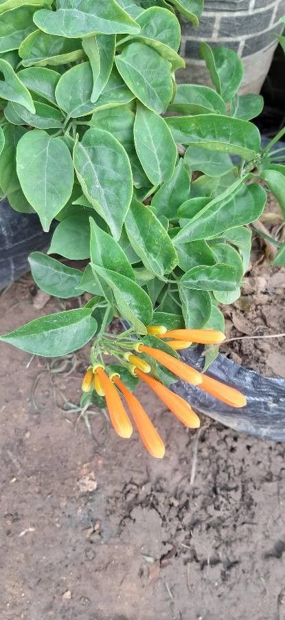 Pyrostegia venusta fruit
