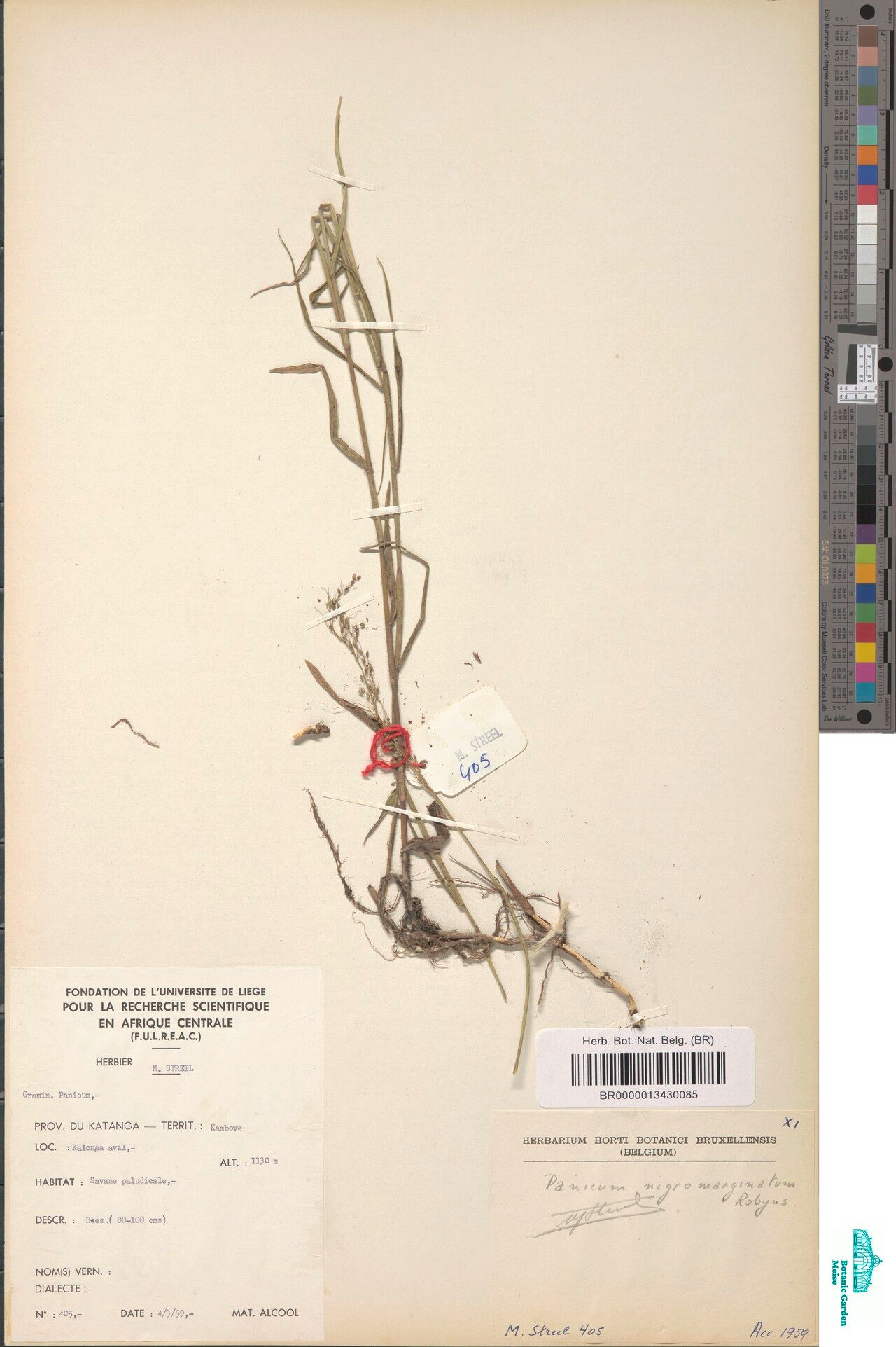 Adenochloa nigromarginata — houseplant care guide