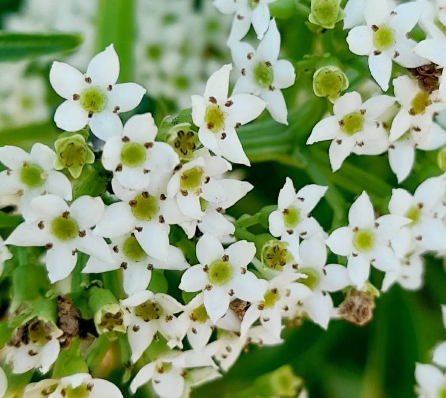Sambucus australis flower