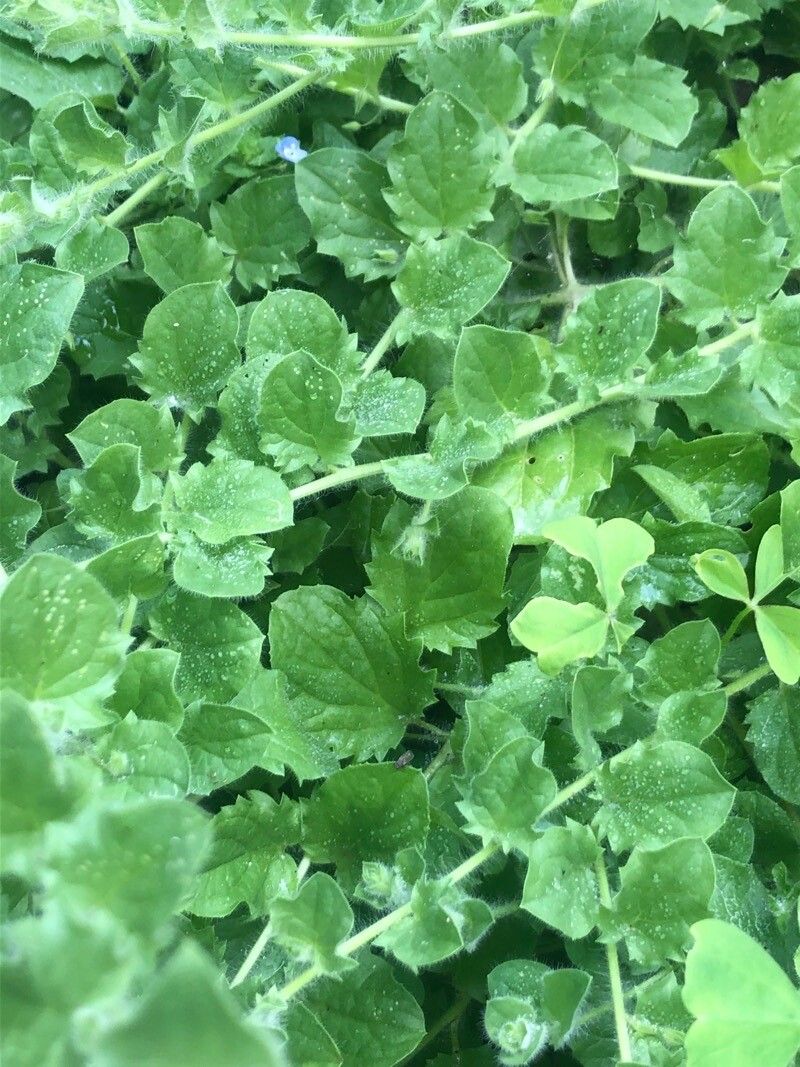 Kickxia elatine — search result for 'Plantaginaceae'