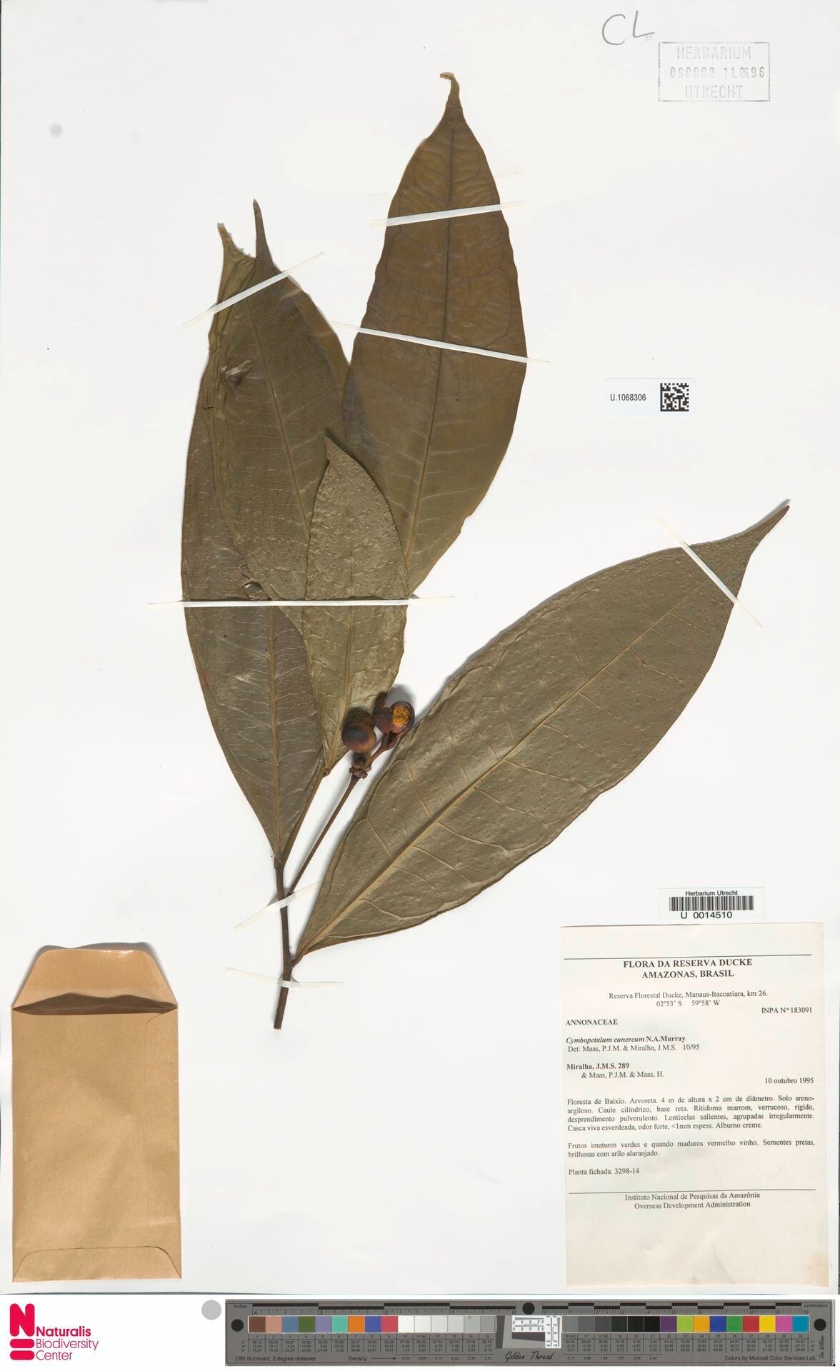 Cymbopetalum euneurum fruit