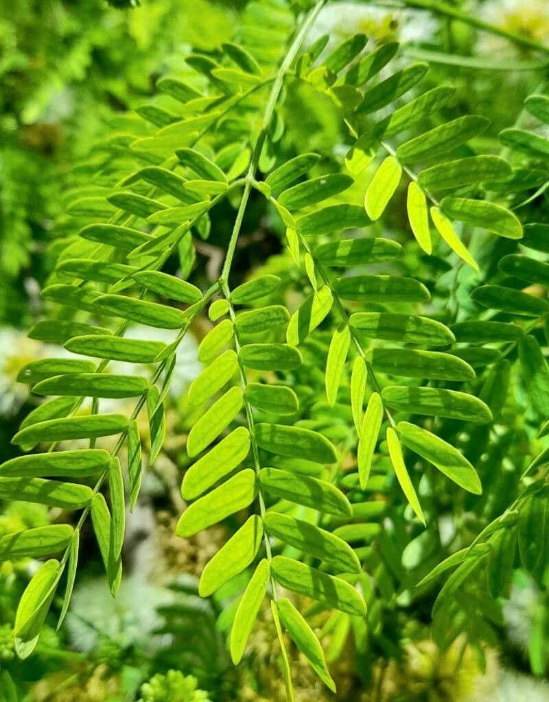 Chloroleucon tenuiflorum — related species from the same genus