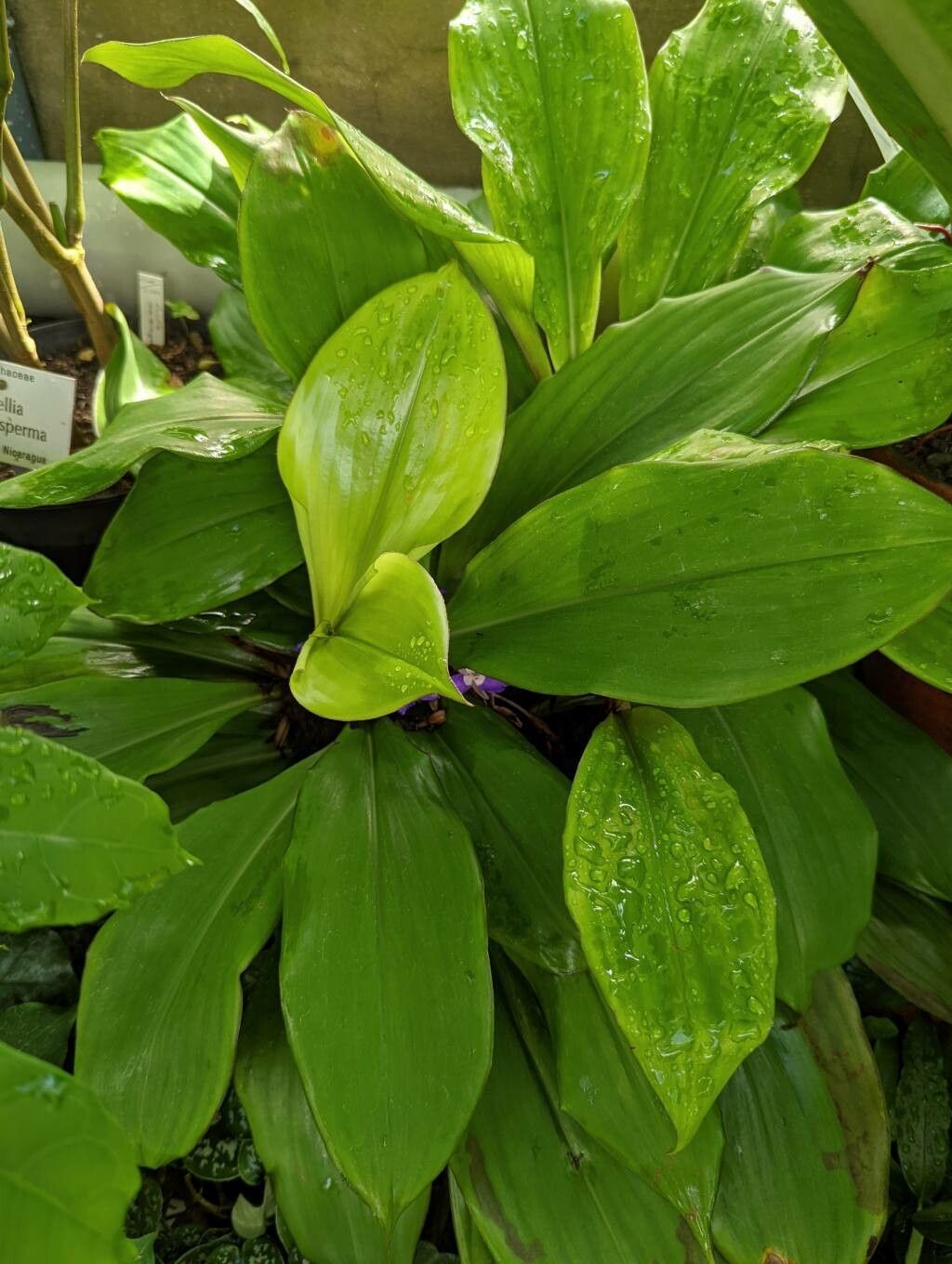 Dichorisandra acaulis — related species from the same genus