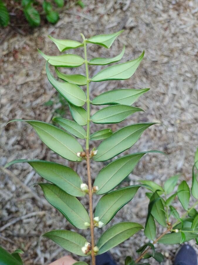 Myrciaria strigipes other