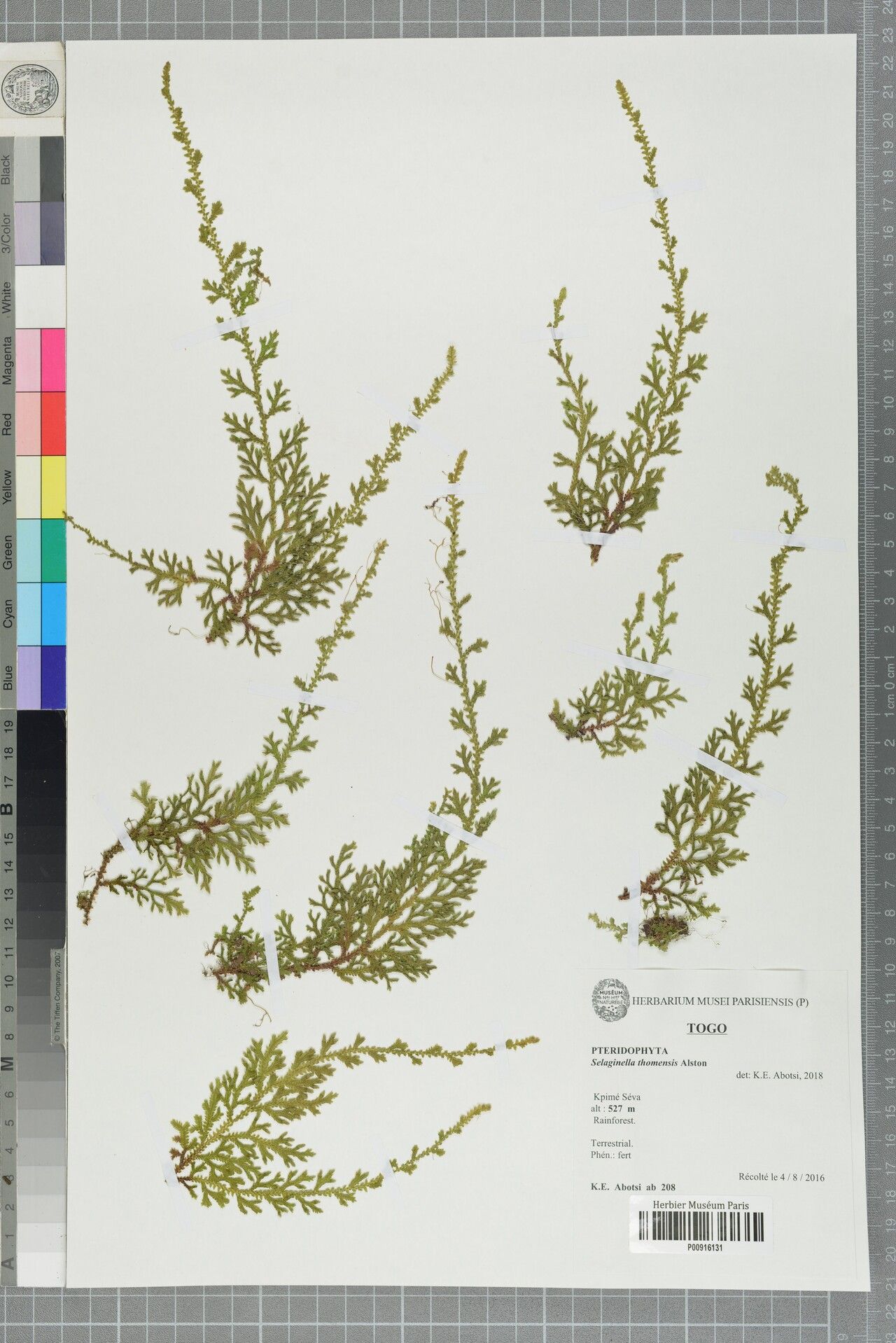 Selaginella thomensis — houseplant care guide