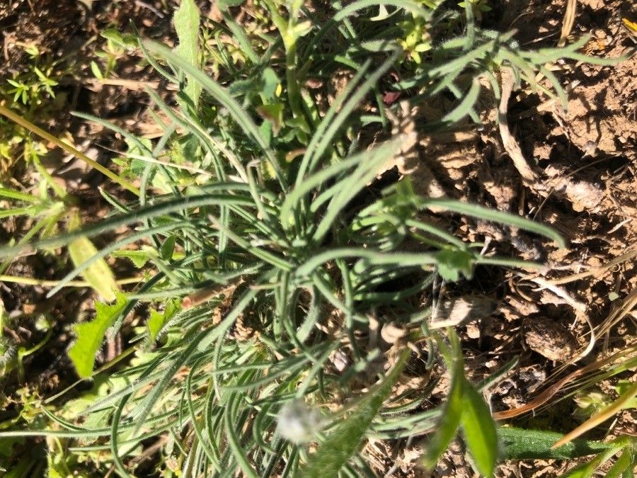 Koeleria vallesiana leaf