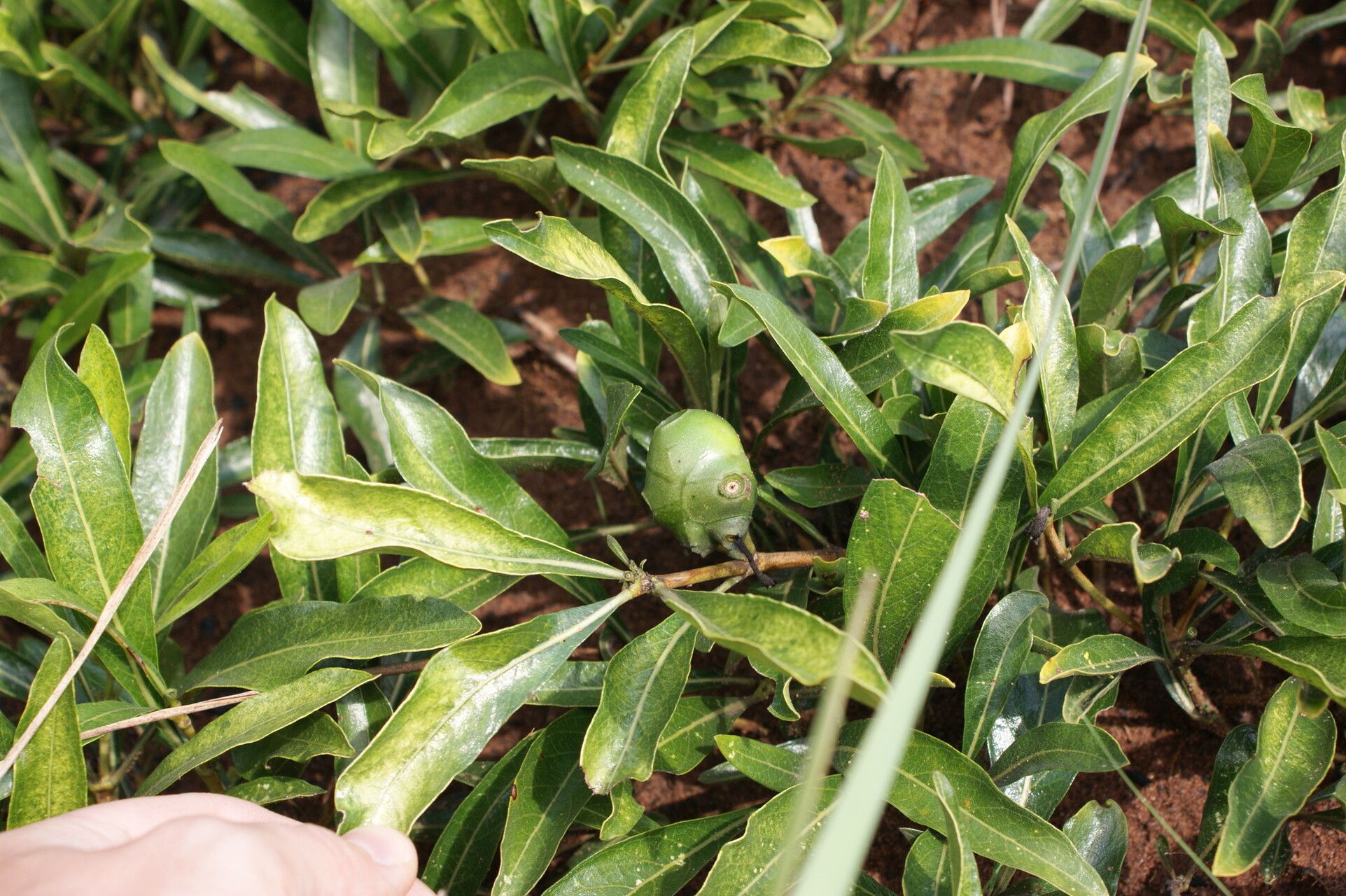 Morinda angolensis fruit