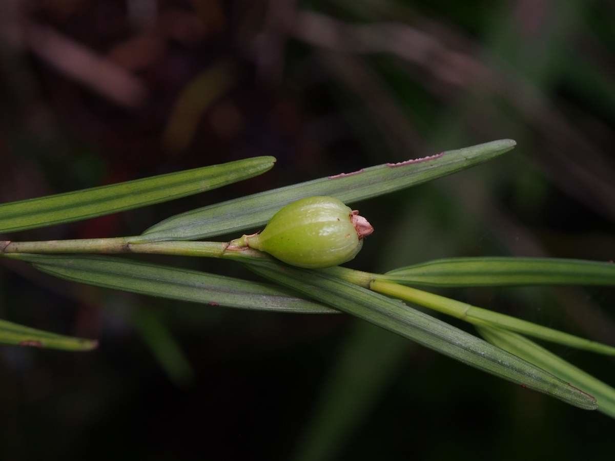 Dendrobium bilobum fruit