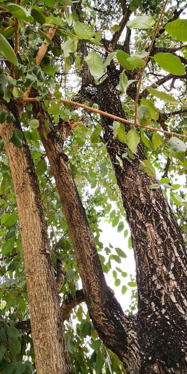 Terminalia chebula bark