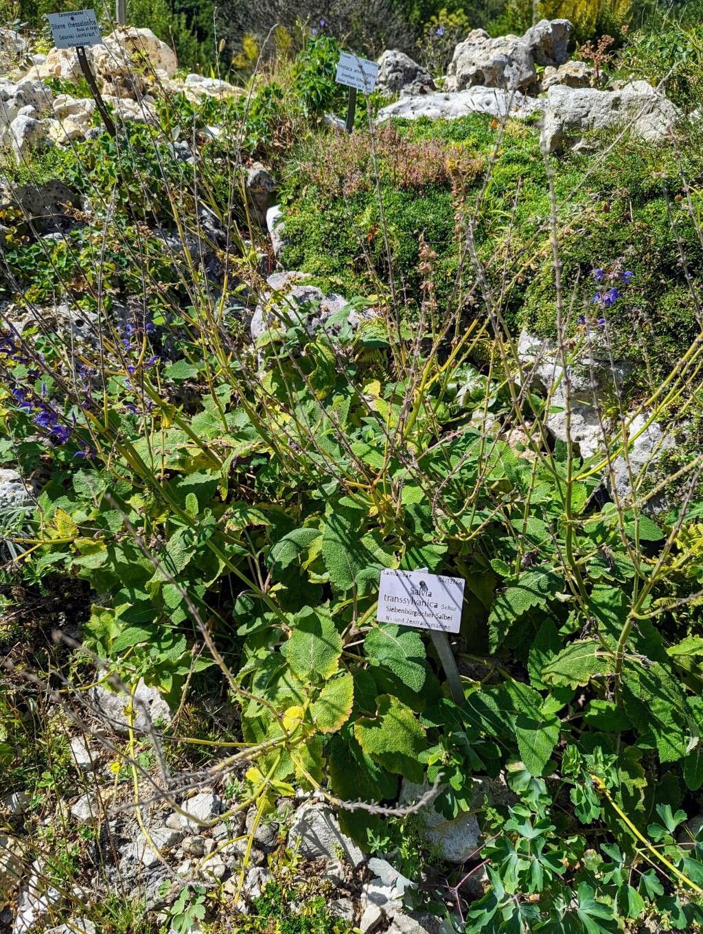 Salvia transsylvanica habit