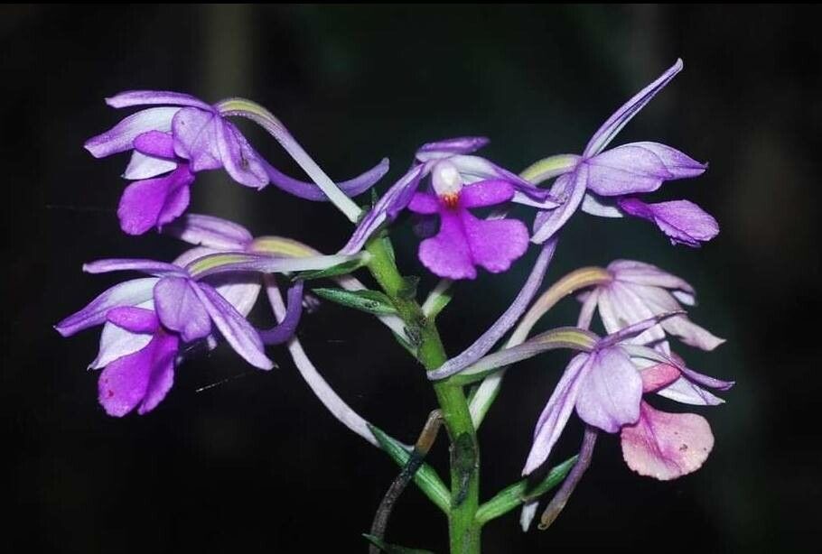 Calanthe sylvatica flower