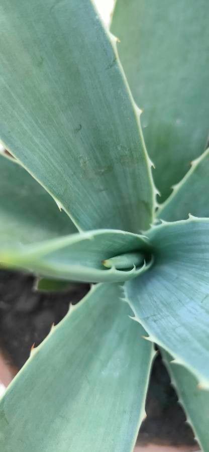 Agave chrysantha — search result for 'Agave'