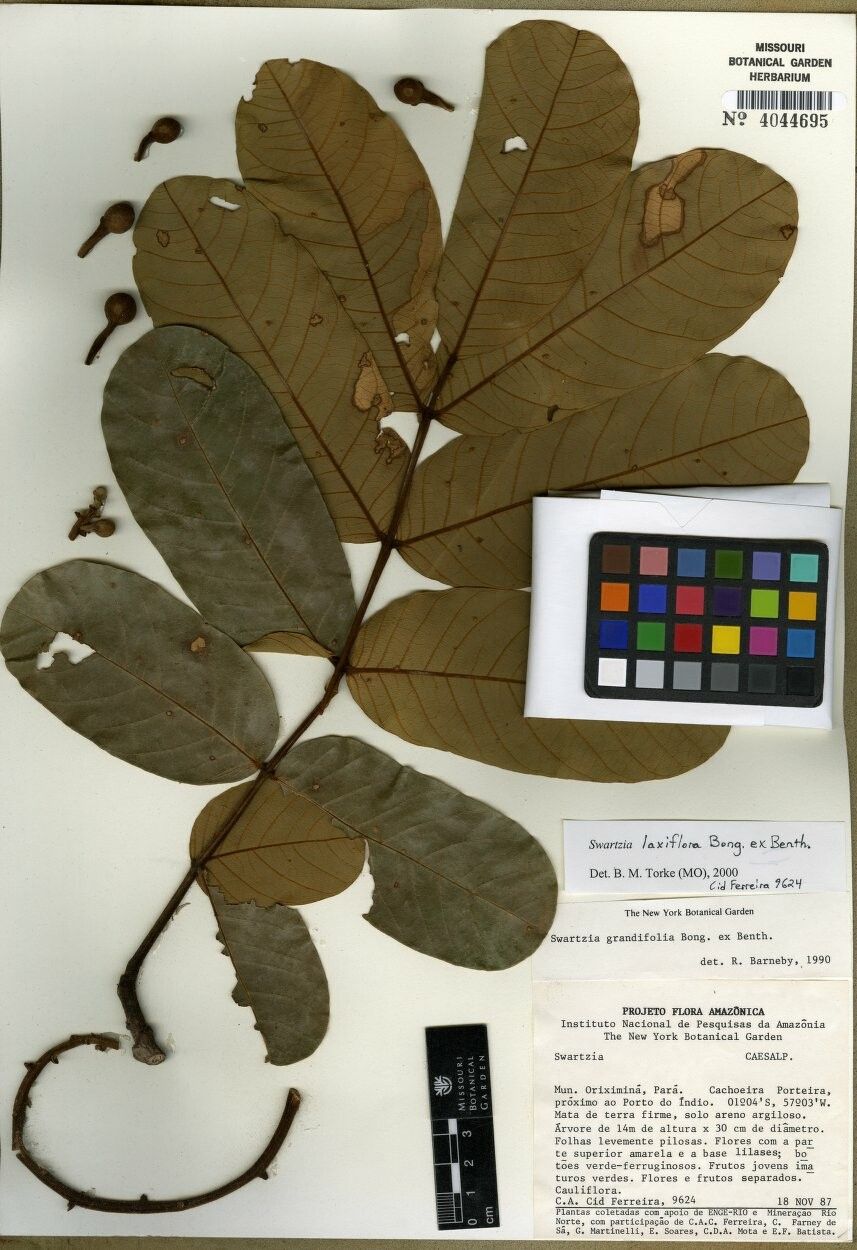 Swartzia laxiflora — houseplant care guide