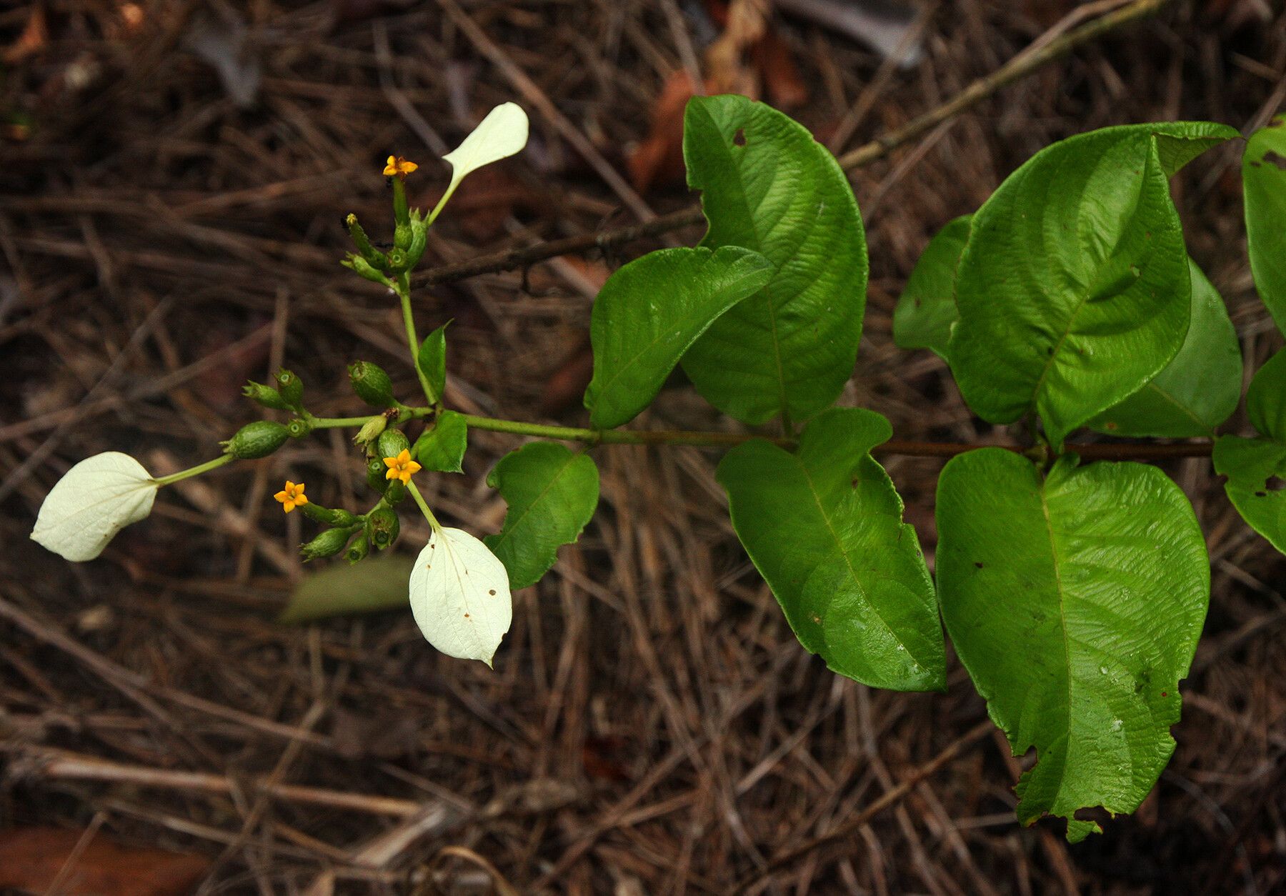 Mussaenda nannanii — search result for 'Mussaenda'