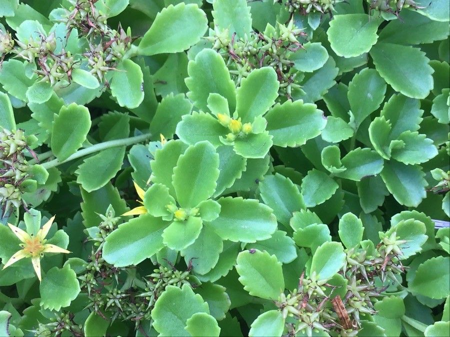 Sedum kamtschaticum leaf